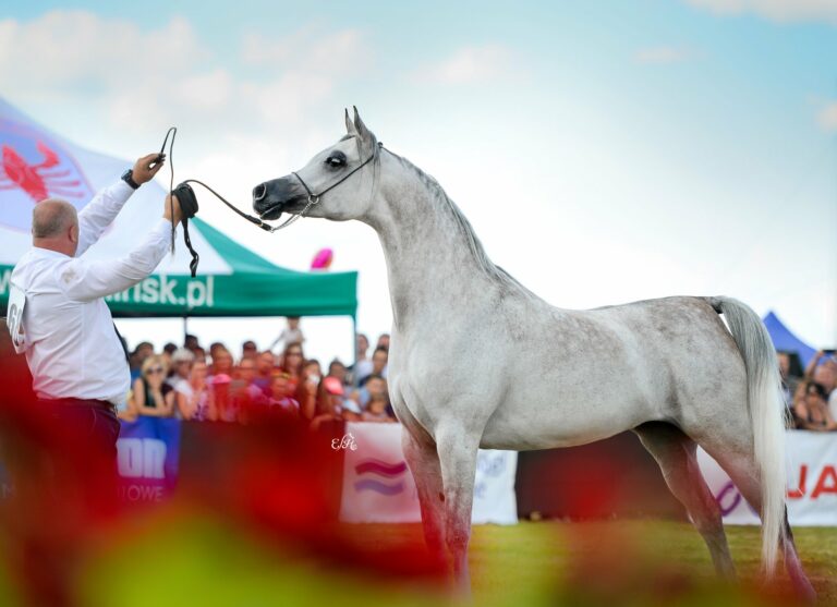 Perfinka, fot. Ewa Imielska-Hebda
