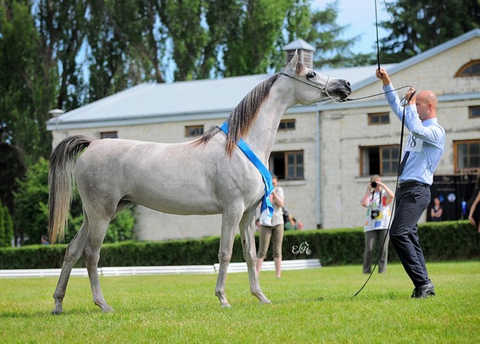 Euzona, Gold Medal Junior Mares & Best in Show, by Ewa Imielska-Hebda
