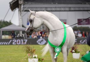 LVA Maximus, Silver Medal Senior Stallions, by Ewa Imielska-Hebda