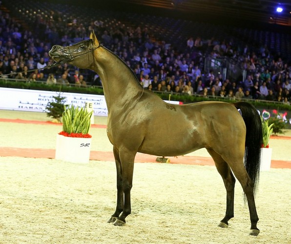 Pianissima, Platinum Champion Mare, by Ricard Cunill