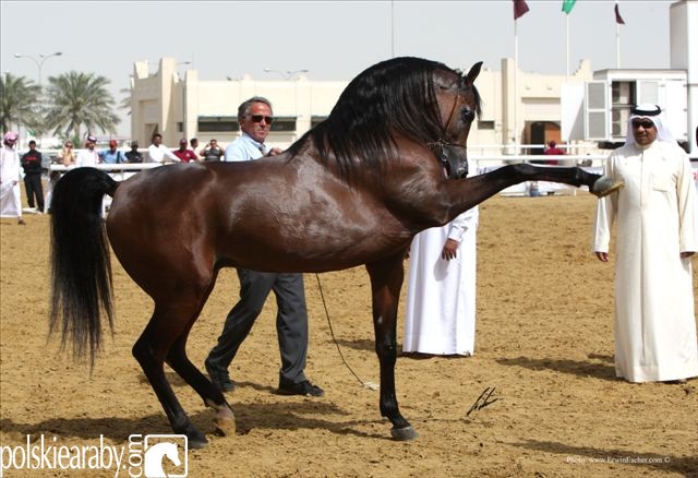 Marwan Al Shaqab, Senior Champion Stallion by Erwin Escher