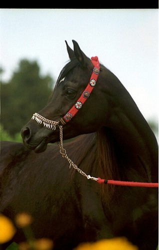 Al Hakim, fot. archiwum stadniny Black Smoke Arabians