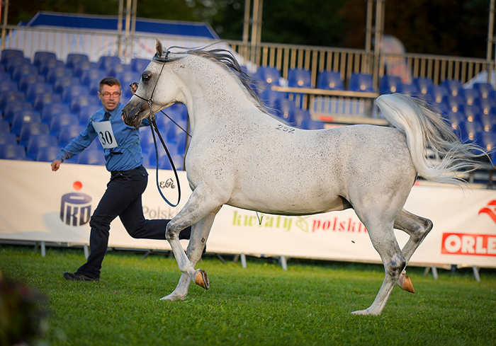 The Best in Show Horse Albano, by Ewa Imielska-Hebda