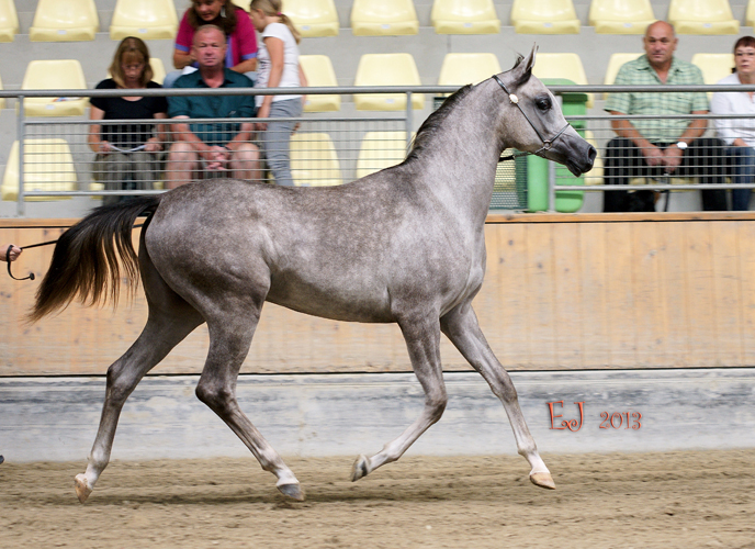 Baklava in Stadl Paura, by Eva Jungmann (Horse & Hound Photography)
