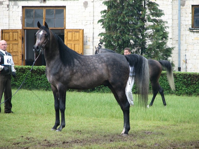 Celsjusz – 1st pl. 3yo stallions, by Monika Szpura