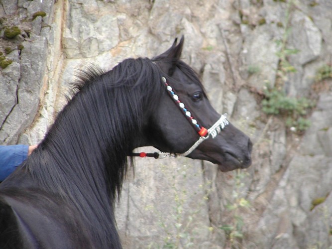 BS Ddiabolo, fot. archiwum stadniny Black Smoke Arabians