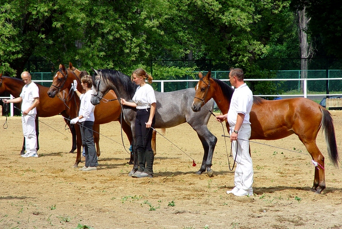 Only five years mean a huge difference in private breeding in Poland. Warsaw Summer Arabian Show 2003. Photo by Katarzyna Dolińska