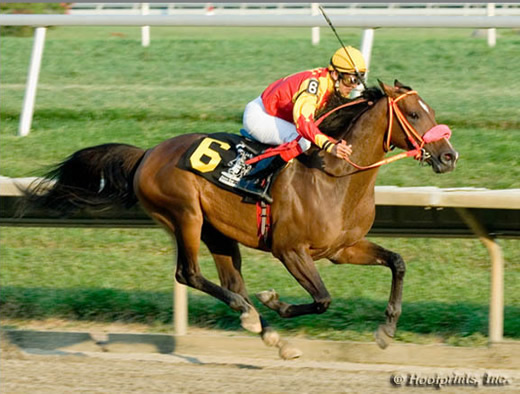 Koń Roku 2007 - Darley Horse of the Year