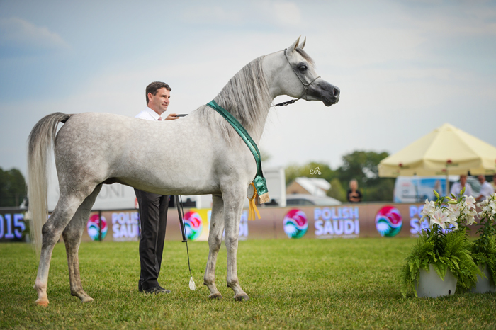 Mahder Al Jamal, Gold Senior Champion Stallion, by Ewa Imielska-Hebda