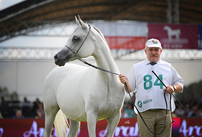 Al Khalediah European Arabian Horse Festival 2015. Cztery mercedesy zostają w Polsce, dwa wracają do Niemiec (21-23.08)