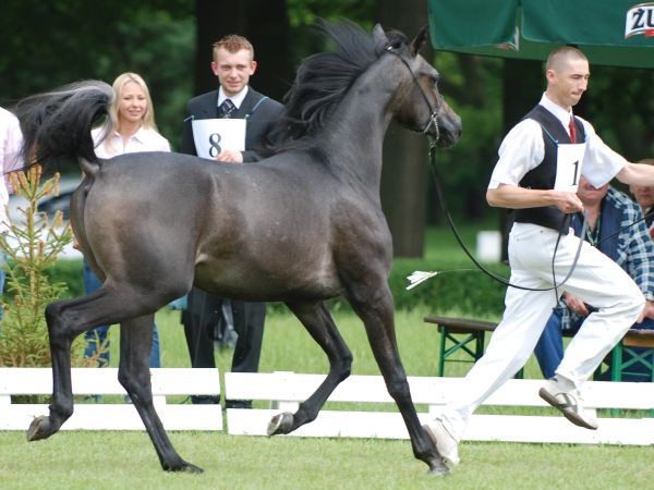Pizarro – Res. Champion Colt, by Mateusz Jaworski