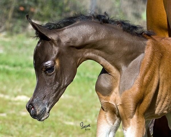 Filly by QR Marc, by Suzanne Sturgill, shared by Jadem Arabians 