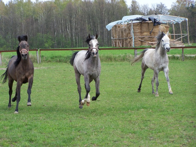 Young mares in Rogale. In the middle - El-Enia. By Ewa Bagłaj
