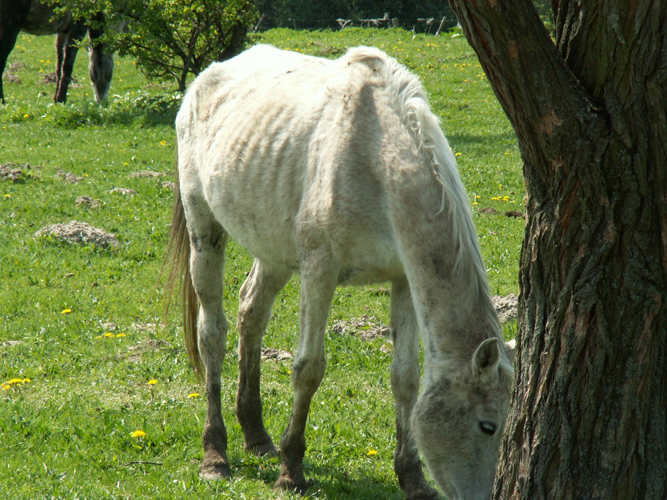 Jeden z niedożywionych koni. Fot. PdZ/VIVA