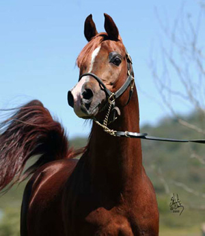 Padrons Psyche by Stuart Vesty shared by North Arabians