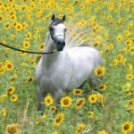 Al Hambra Arabians, Austria