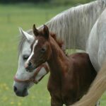 W stadninie w Białce.