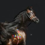 Gazal Al Shaqab