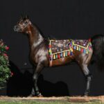 Gazal Al Shaqab
