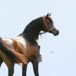 Gazal Al Shaqab