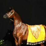 Marwan Al Shaqab