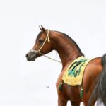 Marwan Al Shaqab