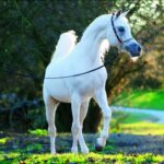 Al Adeed Al Shaqab