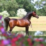 Gazal Al Shaqab