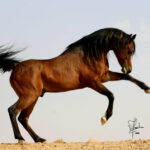 Kenz Nour