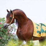 Marwan Al Shaqab