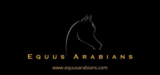 Equus Arabians
