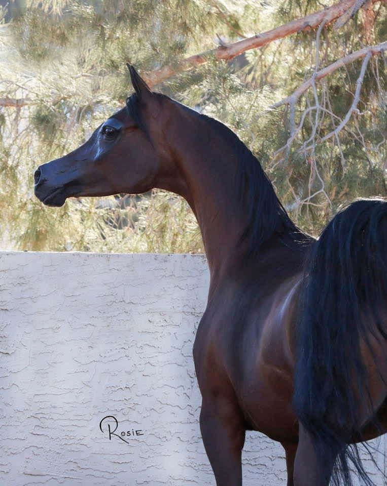 Pinga pictured during her lease do Cedar Ridge Arabians in USA, by Rosie