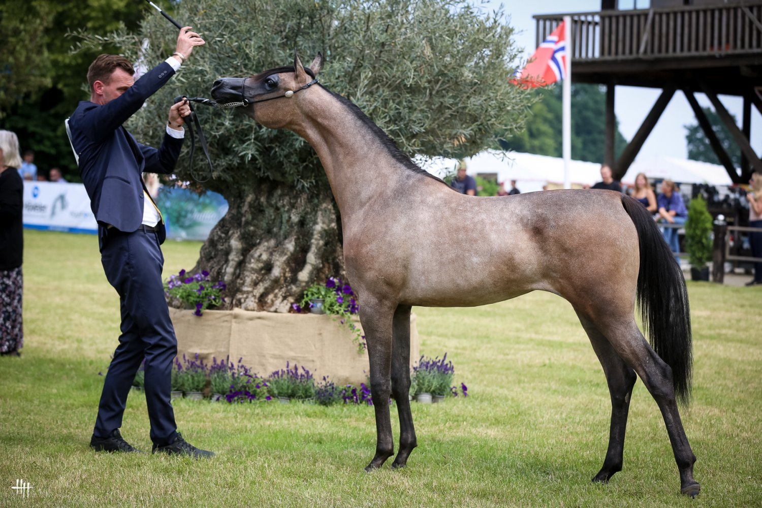 Nouf Al Faisaly (Cyclone OS - Eleanor MJ by Empire), Silver Medal Junior Fillies Int. B Show, by Henrike Hörmann