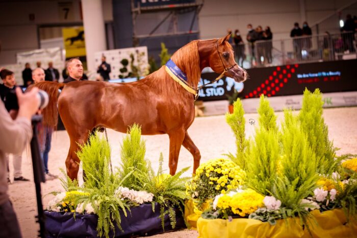 Invictus - Gold Medal Senior Stallion European Championship, by Paola Drera