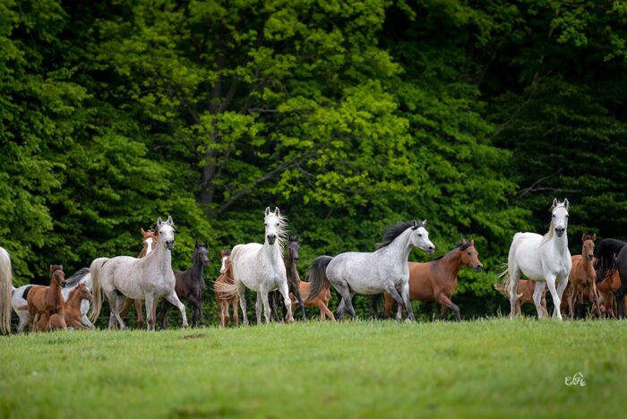 Herd of mares with foals in Białka Stud, by Ewa Imielska-Hebda
