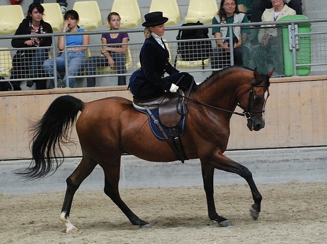 Danuta Konończuk na ogierze Album (Europejczyk - Alejka) podczas klasy Ladies Side Saddle na Mistrzostwach Europy Koni Arabskich w Stadl Paura (Austria), fot. Mateusz Jaworski