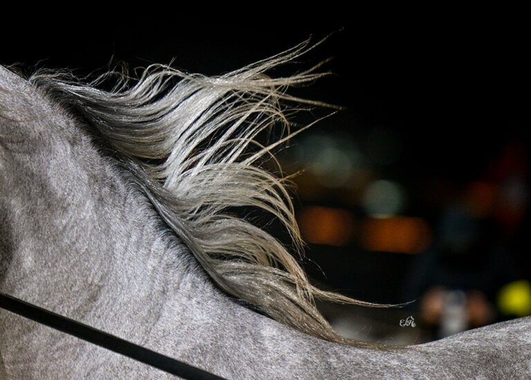 Arabian Peninsula Horse Show, by Ewa Imielska-Hebda