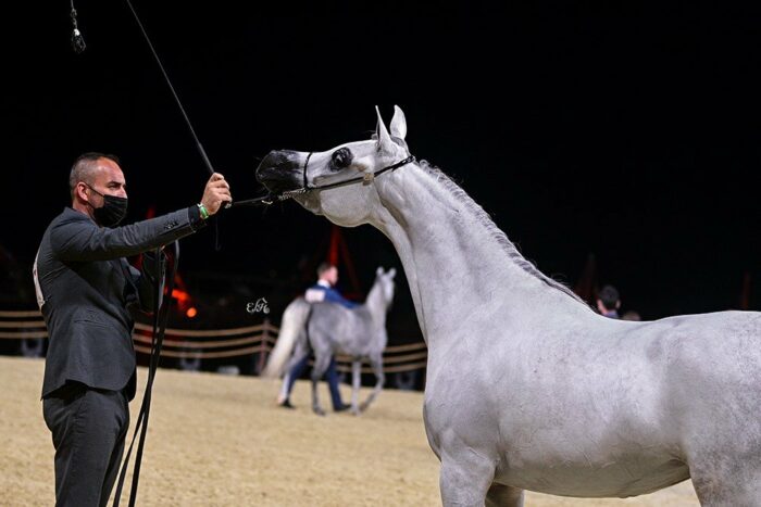 Hessa Al Rayyan, 1st place in the class of 4-6 years old mares, by Ewa Imielska-Hebda