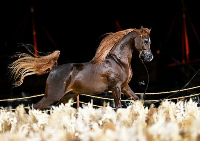 Hader Al Shaqab, 1st place in the class of three year old colts (section B), by Ewa Imielska-Hebda
