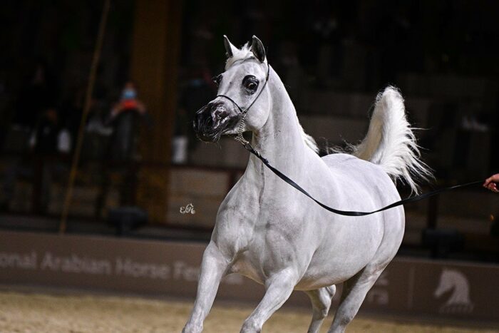 Shahrazad Al Waab, 1st place in the class of 4-6 years old mares section B, by Ewa Imielska-Hebda
