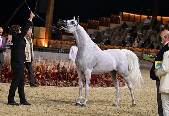 Nardene Al Naif, 1st place in the class of 11 years and older mares, by Ewa Imielska-Hebda