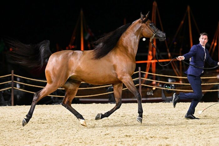Ghazelle WPI, 2nd place in the class of 4-6 years old mares, by Ewa Imielska-Hebda