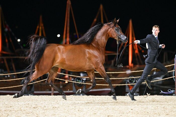Amirata, 6th place in the class of 4-6 years old mares, by Ewa Imielska-Hebda