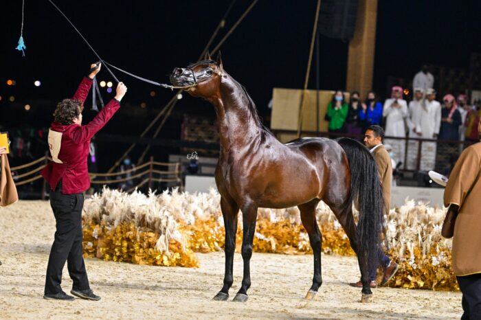 EKS Alihandro, Gold Medal Senior Stallion, by Ewa Imielska-Hebda