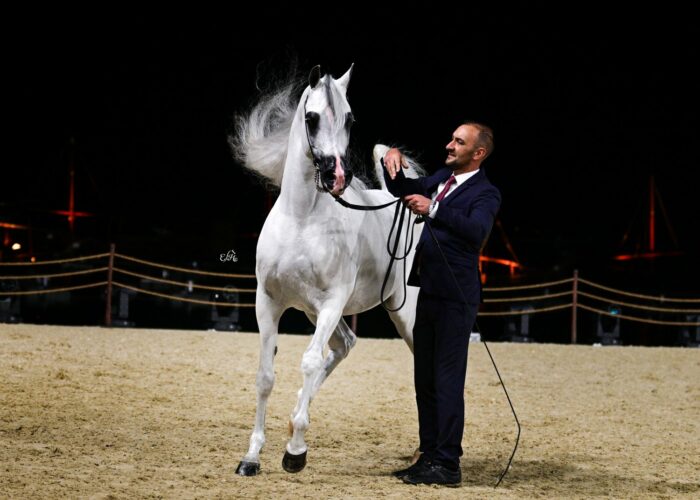 E.S. Harir, Silver Medal Senior Stallion, by Ewa Imielska-Hebda