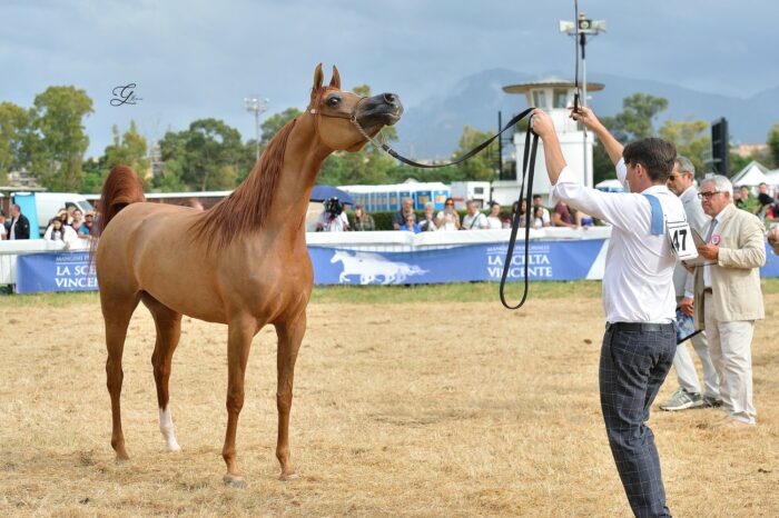 D Modi (FA El Rasheem - D Nawal), Gold Medal Senior Mare, Palermo Arabian Horse Cup, by Giovanni Messinese
