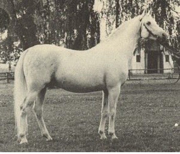 Aquinor 1951 (Miecznik - Amneris po Amurath Sahib), hod. Klemensów
