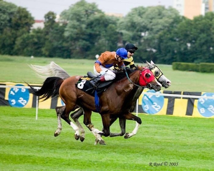 Wyścigi to próba dzielności polskich koni arabskich, fot. R. Reed