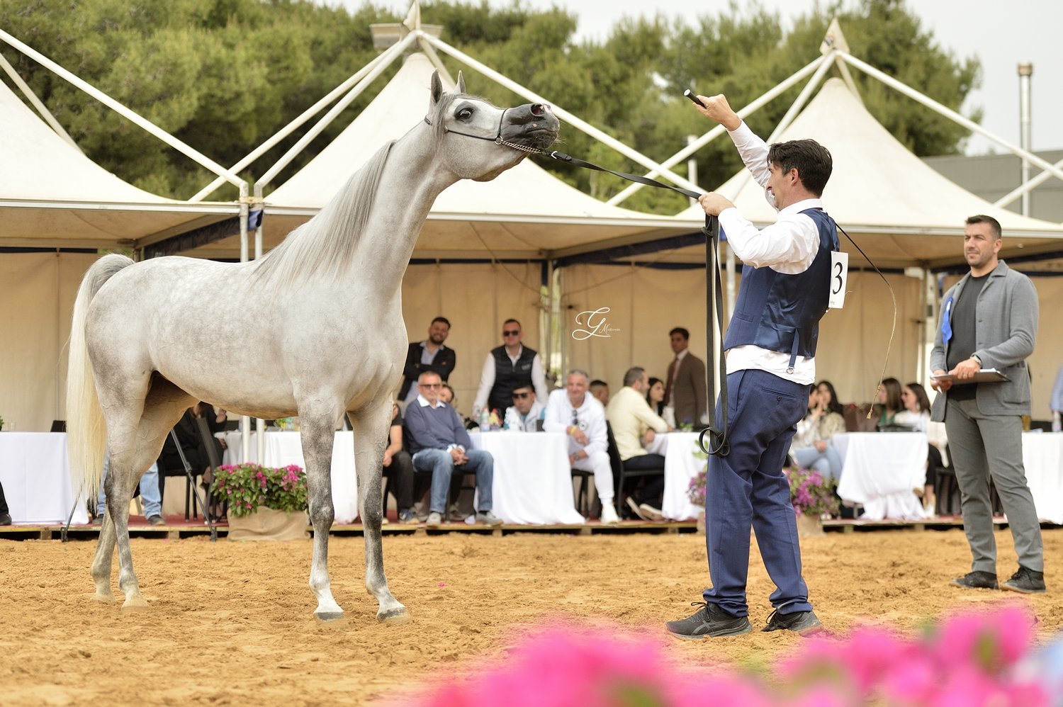 D Leen (D Seraj - D Maha po Eden C), Złoty Medal Klaczy Młodszych, Palermo Arabian Horse Cup, fot. Giovanni Messinese