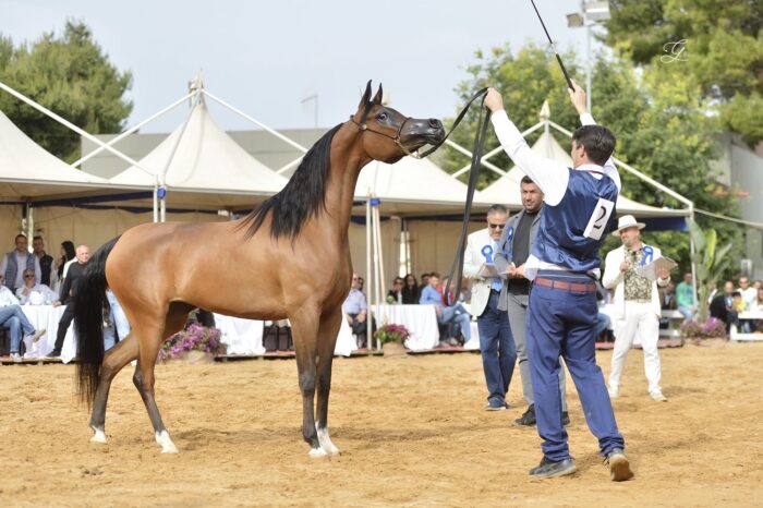 D Dawaly (FA El Rasheem - D Danat po SG Labib), Złoty Medal Klaczy Starszych, Palermo Arabian Horse Cup, fot. Giovanni Messinese